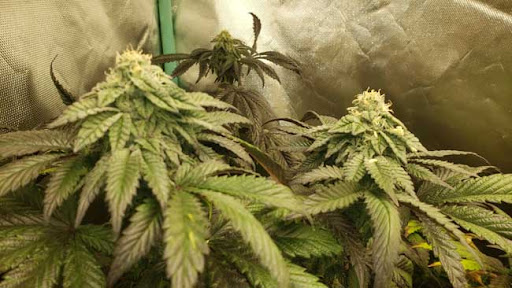 Cannabis Seeds